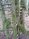 wald-maedchen-003