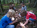 wald-survival-012