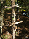 waldmaedchen-003